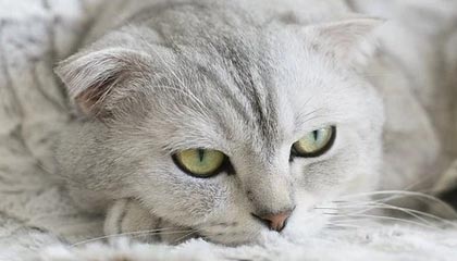 爱游戏体育官方入口-圣埃蒂安战胜梅斯，豪取新赛季首场胜利，圣埃蒂安战绩聚胜顽球汇